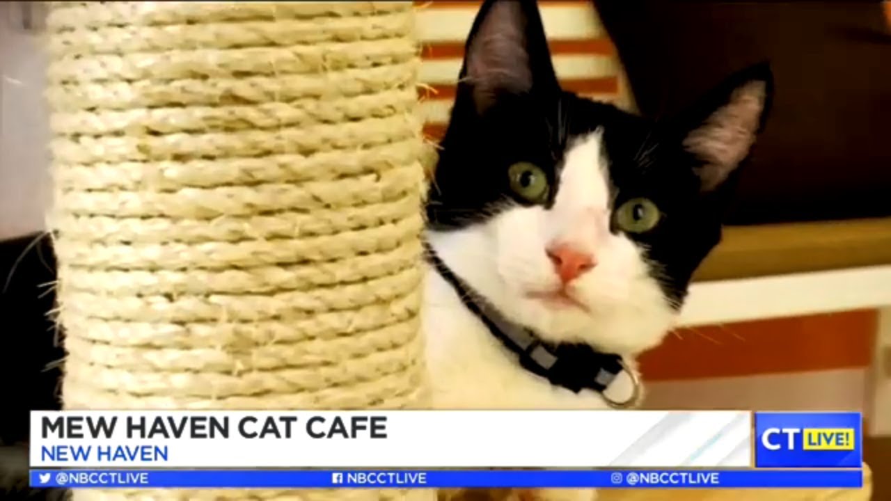 Mew Haven  Cat  Cafe  opens in New  Haven  as the first cat  