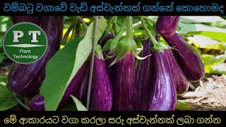 how to get unbelievable yield of brinjal/egg plant