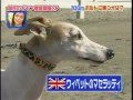 陸上競技【100M】対決　ウサイン・ボルトVS犬。M,Y