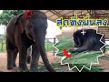 เคยเห็นไหม⁉️ช้างกับ สุนัข 🐕 แข่งกันกินอ้อย elephant and dog हाथी और कुत्ता