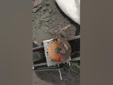 сеялка кукурузная ручная - YouTube