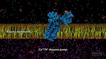 ATP in Use | HHMI BioInteractive Video