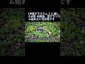 【#苔テラリウム 】に適した#苔 の解説。苔テラリウム始めたい方必見です
