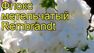 видео Флокс метельчатый Phlox paniculata