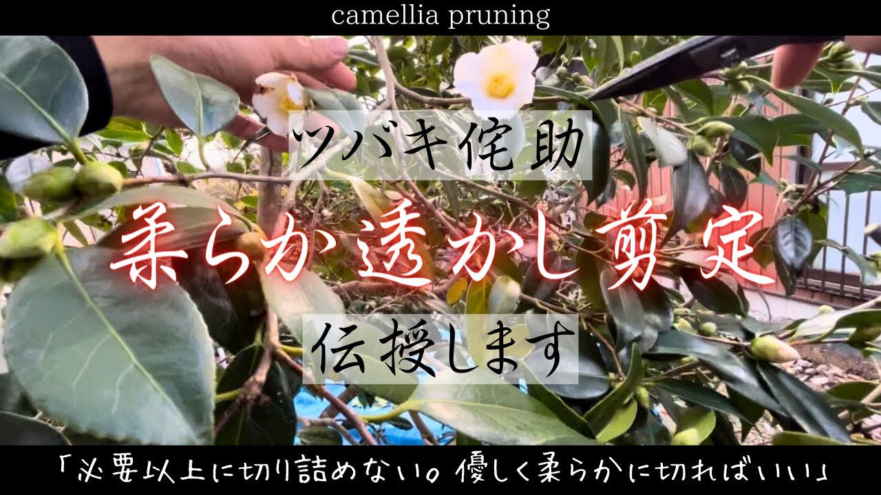 1月後半！見ごろの椿をご紹介♪ - YouTube