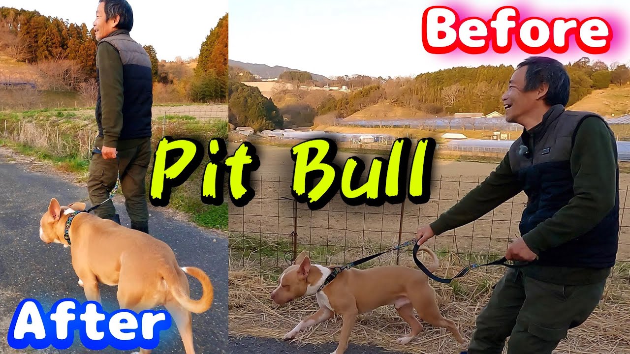 Pit Bull with nowhere to go has a tough first walk!? Pit Bull