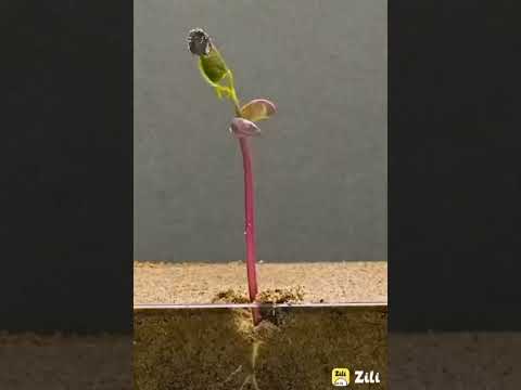 Video: Germinating Paperwhite Seeds - Cog Paperwhites From Seed - Gardening Paub Yuav Ua Li Cas