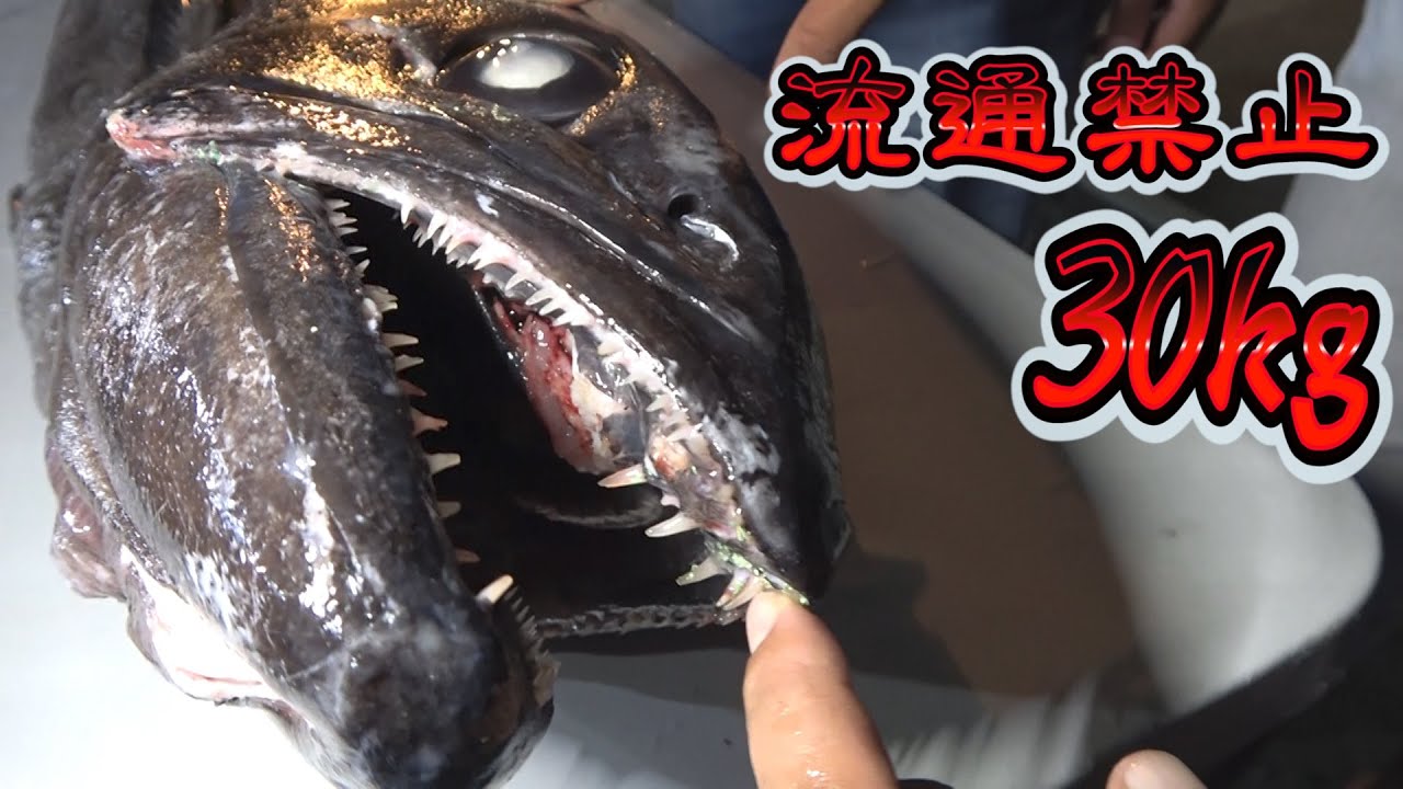 流通禁止 30kg巨大バラムツを捌き喰い尽くす 南大東島最終話 Youtube