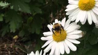 Bumblebee decides to attack. Kind of.