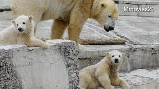転がり落ちるこぐま、駆けつける母~Polar Bear cub roll down