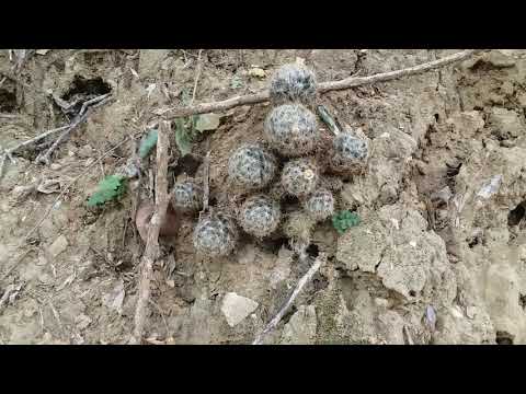 Video: Patria Del Cactus: El País De Origen De La Planta De Interior. Hábitat De Cactus En La Naturaleza. ¿Cómo Llegaste A Rusia?