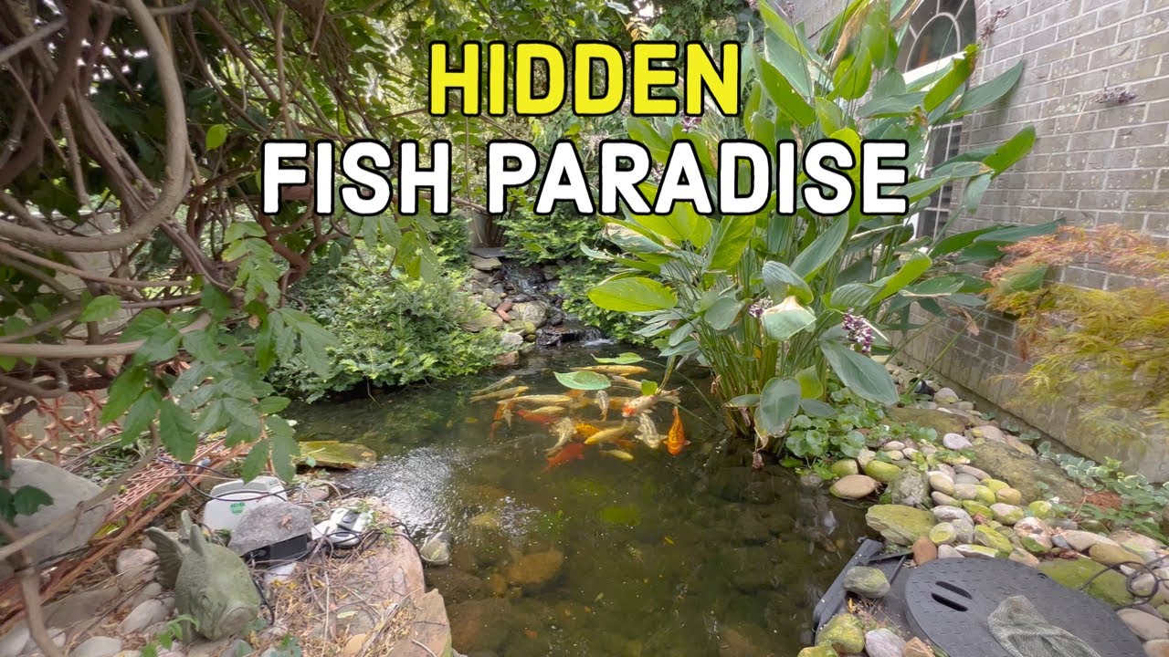 Koi Pond Makeover - Timelapse