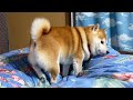 立入禁止のお姉ちゃんの部屋で一人黙々とお泊りの準備を進めていく柴犬