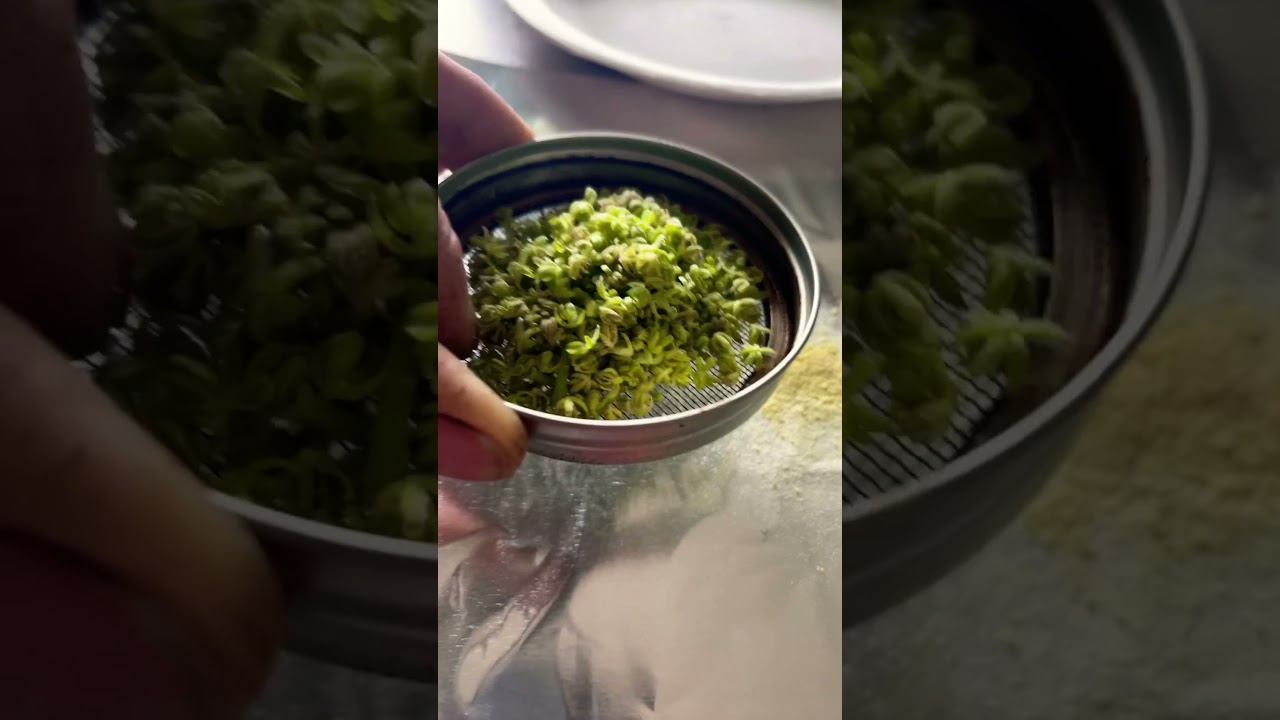 TGA GENETICS 🧬 QLEANER POLLEN CLEANING 🧼 AND STORAGE 🥶 