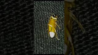 firefly | lightning bug #bug #shorts