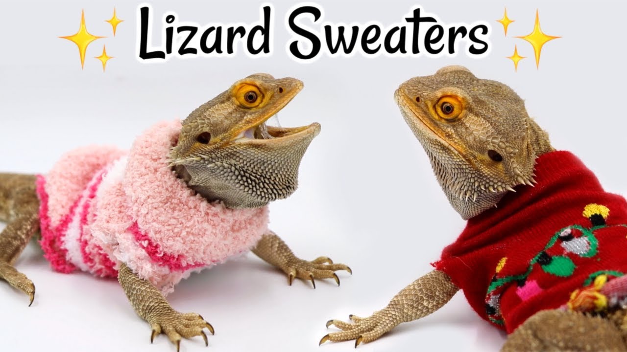 bearded dragon apparel