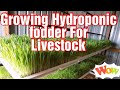 Growing hydroponics fodder for chicken and livestock