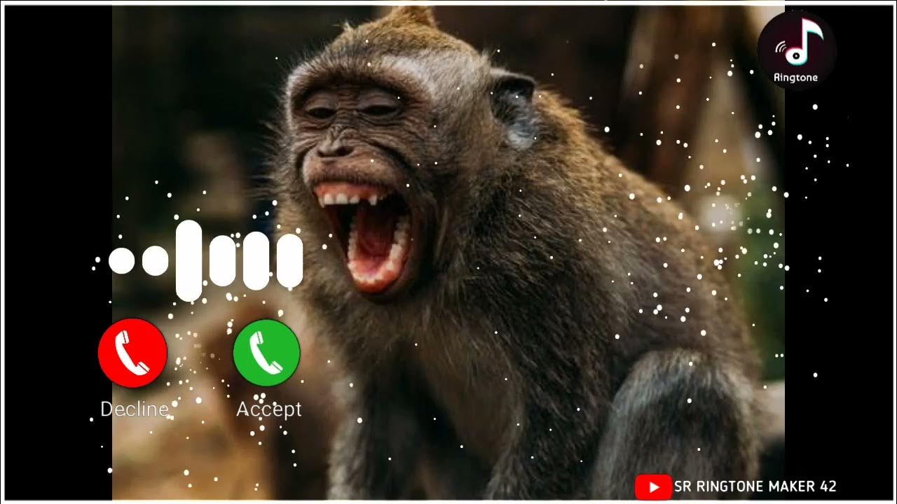 FUNNY MESSAGE RINGTONE VIDEO SMS TONE RINGTONE VIDEO YouTube