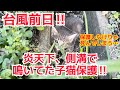 明日は台風‼️保護しなければ死んでしまう、、