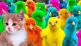 Manangkap ayam lucu, ayam warna warni, Ayam Rainbow, Bebek, angsa, ikan hias, kura, Bebek, angsa, Ha