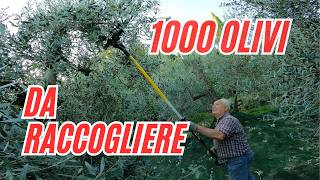1000 OLIVI DA RACCOGLIERE !!! IL LAVORO PIù DURO DI TUTTO L'ANNO