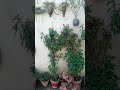 wall decorate with plants ☘️