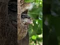 The Father Bird Helped The Baby Bird 