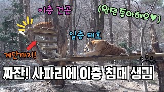 ★에버랜드 한국호랑이★ 사파리 태호 건곤이 놀이터에 이층 침대 생겼어요! 귀엽다가 우아한 엄마호랑이 팔색호 모습