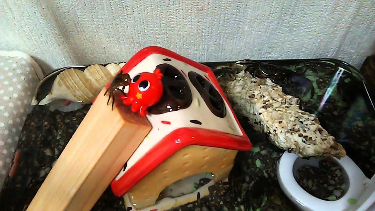 タコvsカニ Youtube