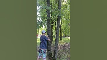 Diameter of the tree (English version) #algebra #tree #mathematics