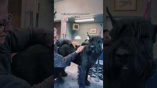 Some more tips and tricks on rolling the Giant Schnauzer coat!