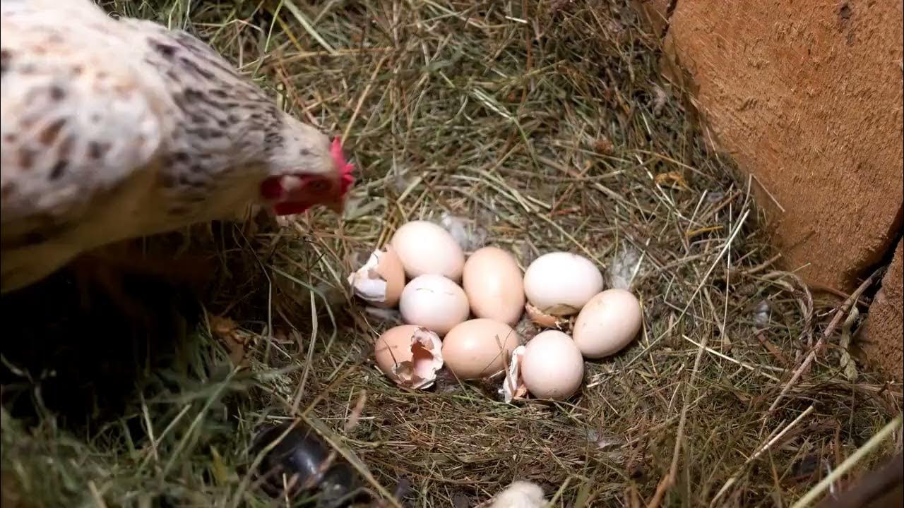 Helpful Tips in Broiler Hatchery Trouble Shooting - YouTube