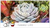 多肉植物 ルートンは葉挿しに有効なのか の追加時間 もぎりたて 時間経過した葉挿し 発根促進剤 4月が終わります 21年3分の1終わりまーす はやっ Youtube