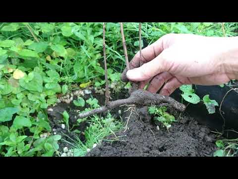 Video: Pawpaw Sucker apkope - vai man vajadzētu paturēt ķepu koku piesūcekņus