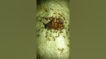 Ant / Ants / Ant & Food / youtube #shorts