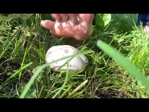 crushing wild mushrooms 🍄 with feet