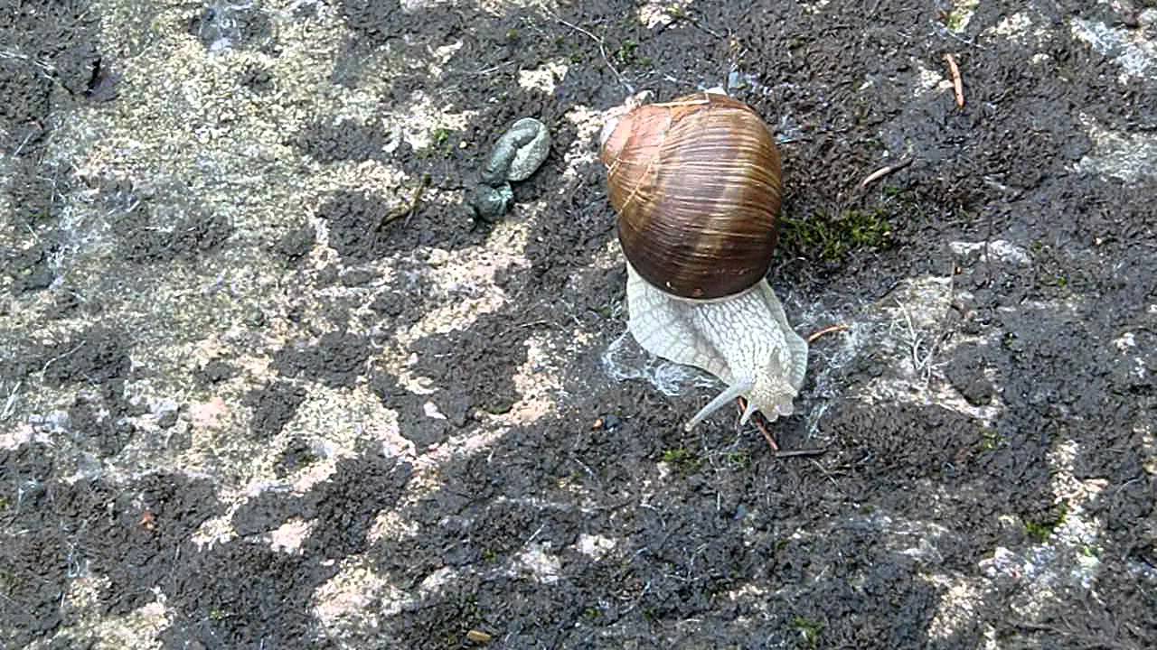 Snäcka som sniglar sig fram