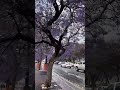 شجر الجاكرندا ب شارع الفن ب ابها