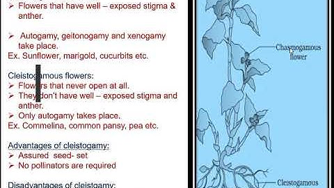 Sexual Repr. in Flowering Plants (Part V)|Bio XII|Ms. Poonam Attrish|DMA, Mrt. E Learning Resources