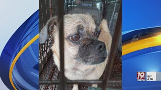 Missing Dog Found after Owner Dies | May 9, 2024 | News 19 at 4 p.m.