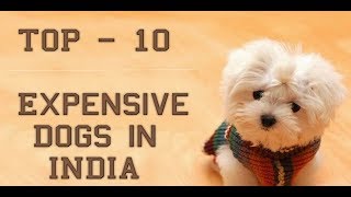 Top 10 Most Expensive Dog Breeds In India by Dog Breed Info Share 5,955 views 6 years ago 3 minutes, 40 seconds