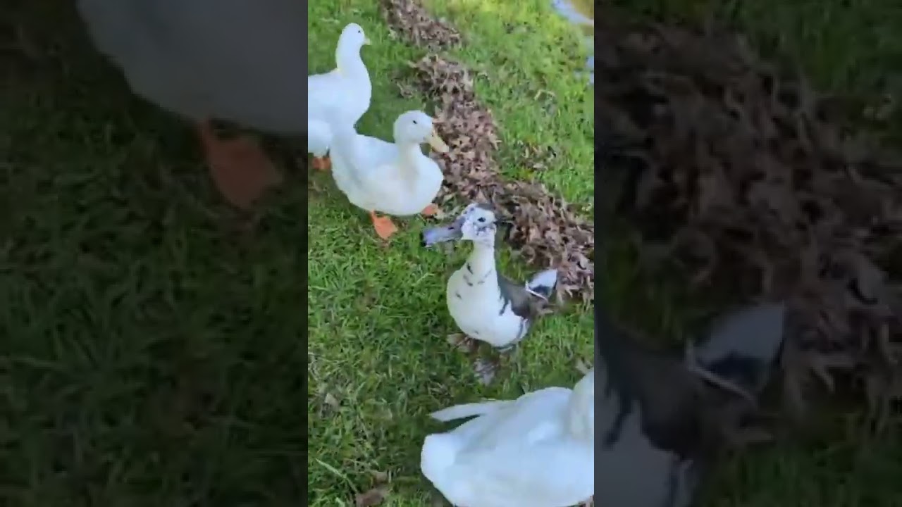 Lake Hartwell camping trip (Adventure 1)