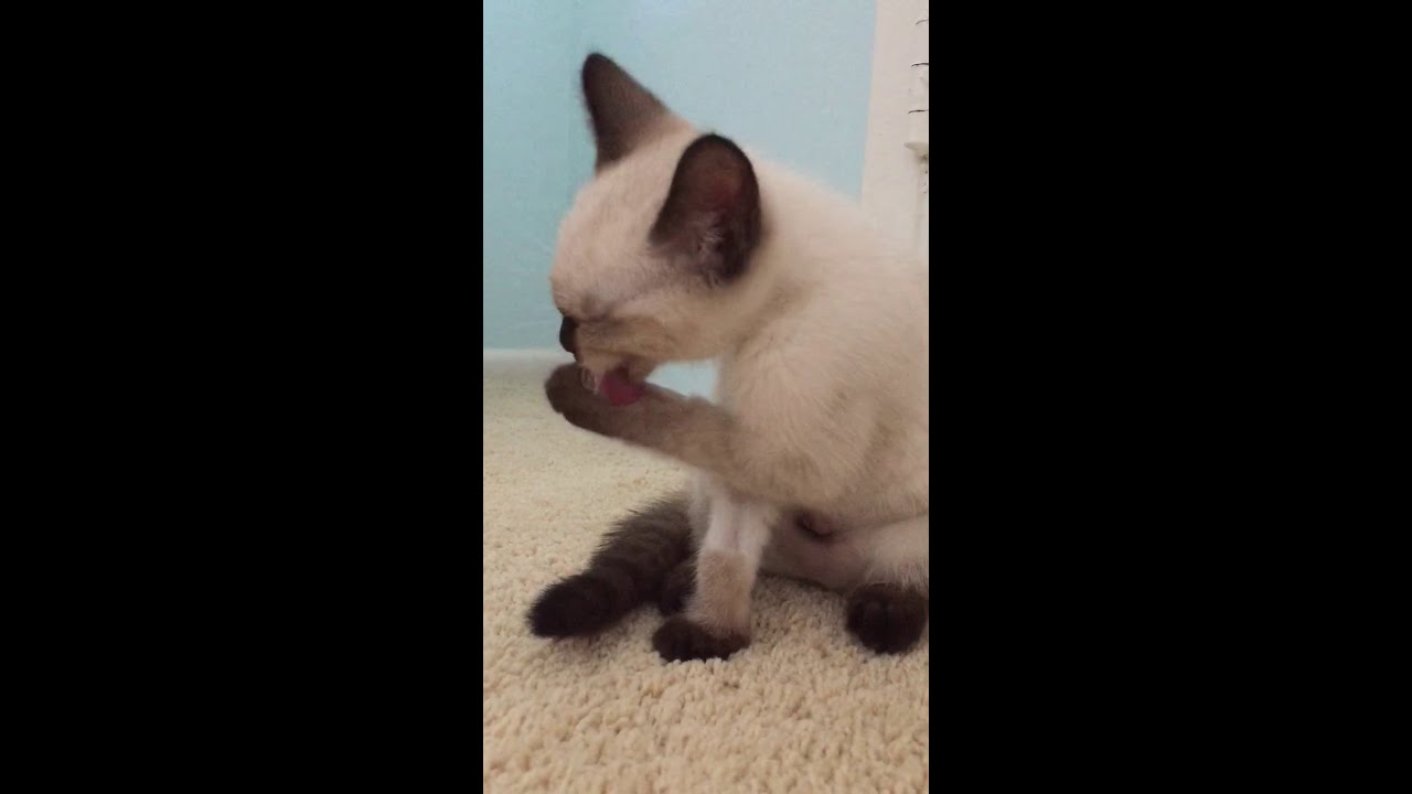 Kitten Washing Face 💖 YouTube