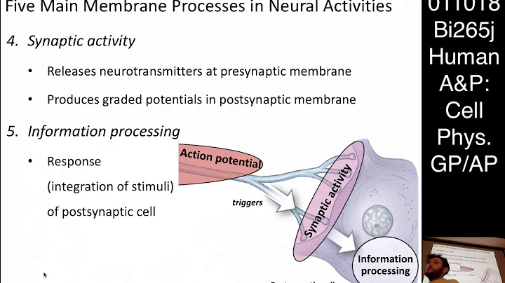 Lecture 3 (011018): Cell Physiology - Graded and A...