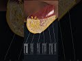 3D anatomy of the Breast ✨🔥 #anatomy #humananatomy #understandingmedicine #biology
