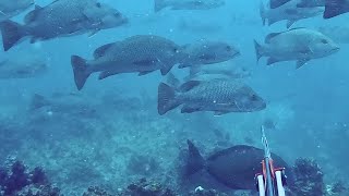 So many fish on our secrete spot! Spearfishing Heaven!