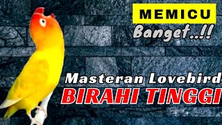 Masteran Lovebird Jantan Birahi Tinggi Untuk Pancingan Lb Birahi Bunyi & Lovebird Konslet