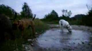 Alano Espanol, Dogo Argentino, Presa Canario