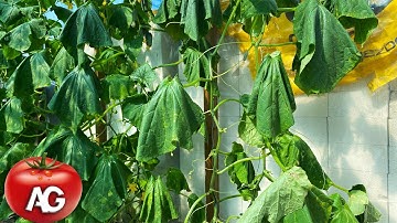 Cucumbers are wilting! What to do to save them