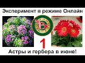 Попросим Астры и Герберу цвести в июне! Эксперимент - конкурс в режиме Онлайн.